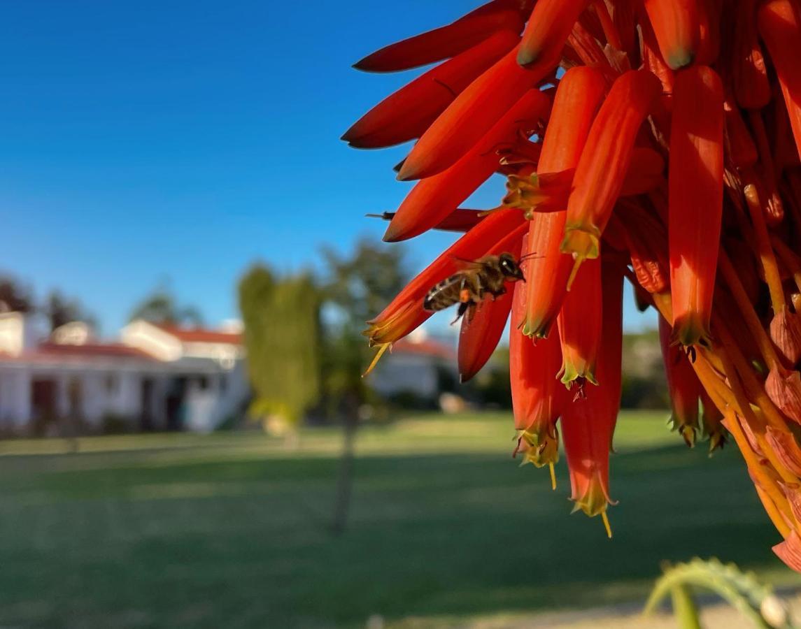 Herdade Do Kuanza Zambujeira do Mar Εξωτερικό φωτογραφία